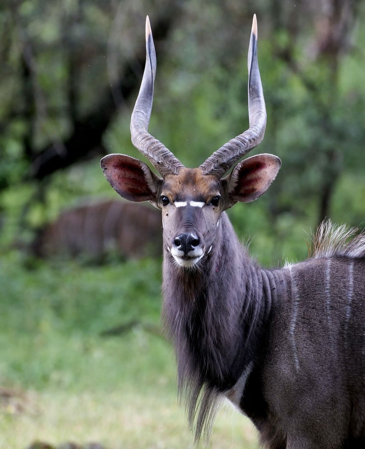 Nyala